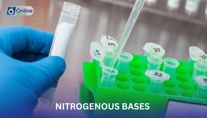 Lesson 24: Nitrogenous Bases Found in the Nucleotides of Nucleic Acids